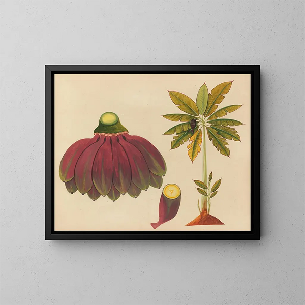 Album de aquarelles de fruits et fleurs asiatiques Pl15 - Anonyme — inramlat konstverk på väggen