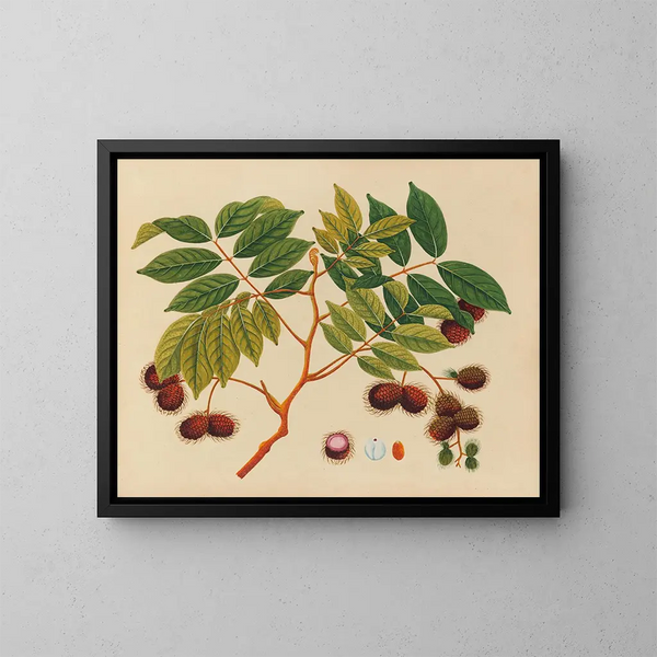 Album de aquarelles de fruits et fleurs asiatiques Pl16 - Anonyme — inramlat konstverk på väggen