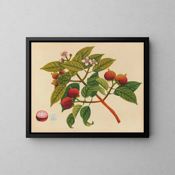 Album de aquarelles de fruits et fleurs asiatiques Pl17 - Anonyme — inramlat konstverk på väggen