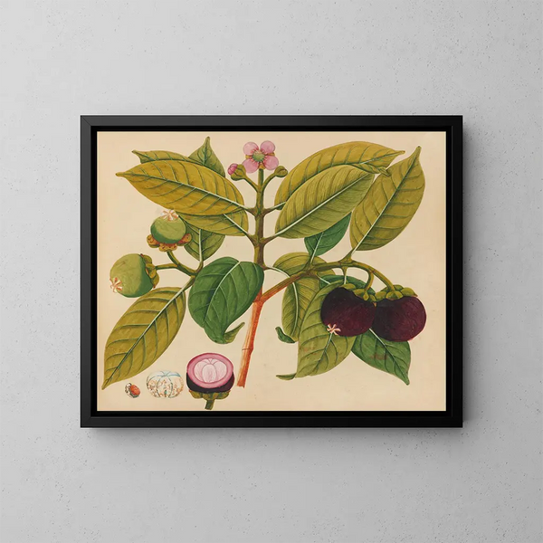 Album de aquarelles de fruits et fleurs asiatiques Pl18 - Anonyme — inramlat konstverk på väggen