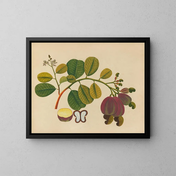 Album de aquarelles de fruits et fleurs asiatiques Pl19 - Anonyme — inramlat konstverk på väggen