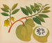 Album de aquarelles de fruits et fleurs asiatiques Pl20 - Anonyme — vy av konstverket