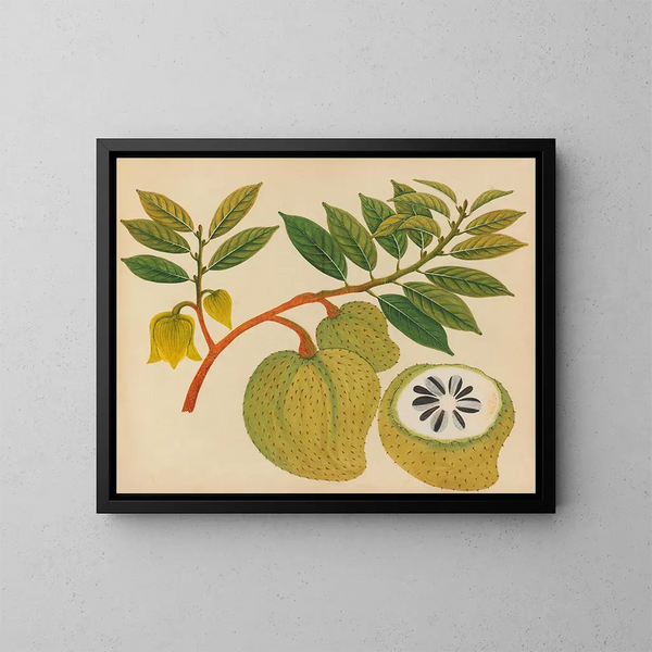Album de aquarelles de fruits et fleurs asiatiques Pl20 - Anonyme — inramlat konstverk på väggen