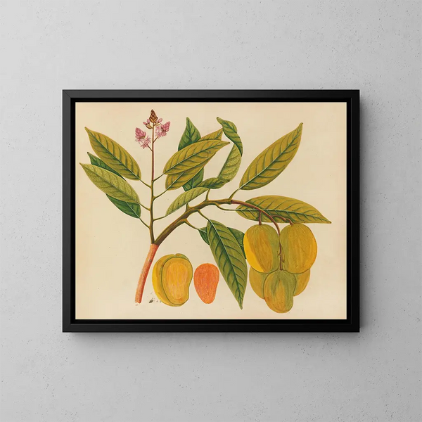 Album de aquarelles de fruits et fleurs asiatiques Pl21 - Anonyme — inramlat konstverk på väggen