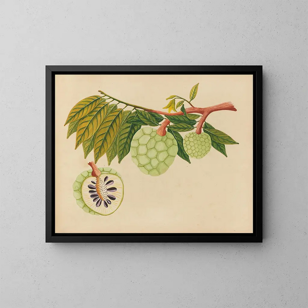 Album de aquarelles de fruits et fleurs asiatiques Pl22 - Anonyme — inramlat konstverk på väggen