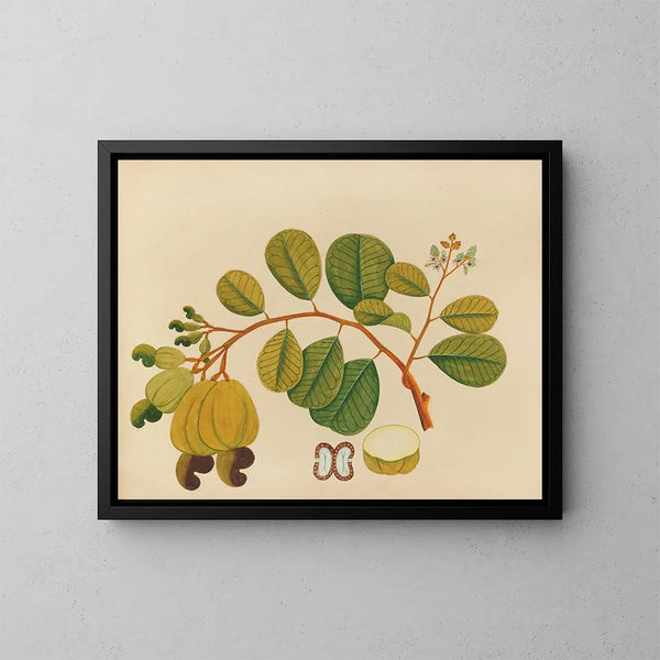 Album av akvareller av asiatiska frukter och blommor Pl23 - Anonym — inramlat konstverk på väggen