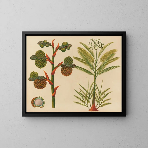 Album de aquarelles de fruits et fleurs asiatiques Pl24 - Anonyme — inramlat konstverk på väggen