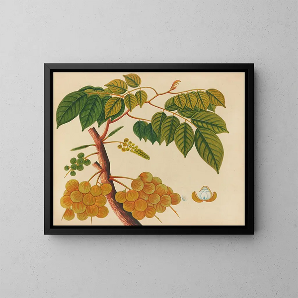 Album de aquarelles de fruits et fleurs asiatiques Pl25 - Anonyme — inramlat konstverk på väggen