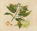 Plansch 26 ”Jumbol” — album med asiatiska frukter och blommor — blommande gren, ljusa frukter, snitt och frö