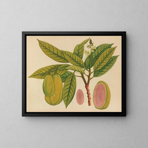 Album de aquarelles de fruits et fleurs asiatiques Pl27 - Anonyme — inramlat konstverk på väggen
