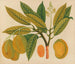 Album de aquarelles de fruits et fleurs asiatiques Pl28 - Anonyme — vy av konstverket