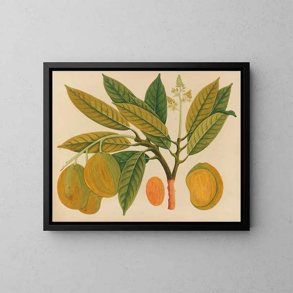 Album de aquarelles de fruits et fleurs asiatiques Pl28 - Anonyme — inramlat konstverk på väggen