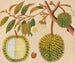 Album de aquarelles de fruits et fleurs asiatiques Pl31 - Anonyme — vy av konstverket