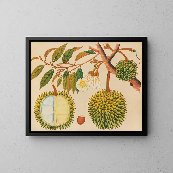 Album de aquarelles de fruits et fleurs asiatiques Pl31 - Anonyme — inramlat konstverk på väggen
