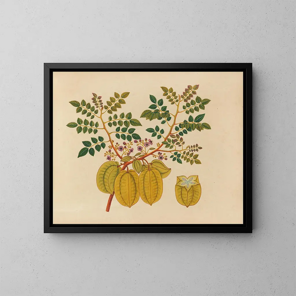 Album de aquarelles de fruits et fleurs asiatiques Pl32 - Anonyme — inramlat konstverk på väggen