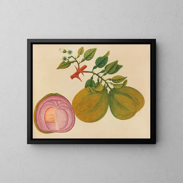 Album de aquarelles de fruits et fleurs asiatiques Pl33 - Anonyme — inramlat konstverk på väggen