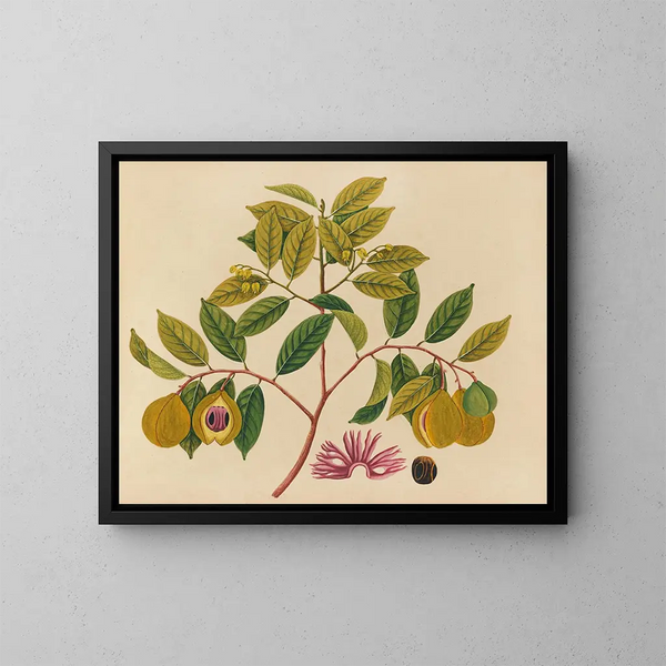 Album de aquarelles de fruits et fleurs asiatiques Pl35 - Anonyme — inramlat konstverk på väggen