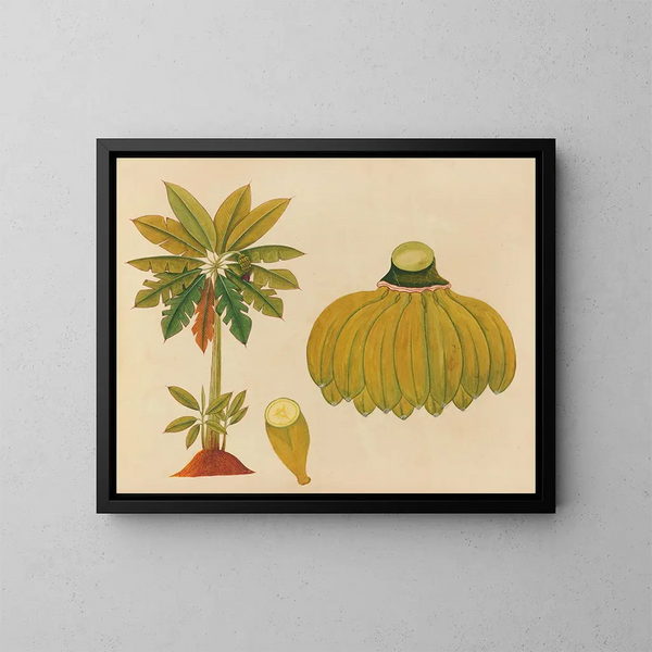 Album de aquarelles de fruits et fleurs asiatiques Pl36 - Anonyme — inramlat konstverk på väggen