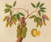 Album de aquarelles de fruits et fleurs asiatiques Pl38 - Anonyme — vy av konstverket