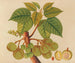 Album de aquarelles de fruits et fleurs asiatiques Pl39 - Anonyme — vy av konstverket