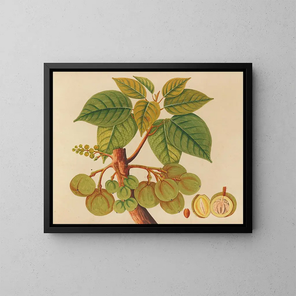 Album de aquarelles de fruits et fleurs asiatiques Pl39 - Anonyme — inramlat konstverk på väggen