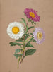 Asters - Anonym — vy av konstverket