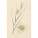 Reproduktion av målningen Fleur - Anonym