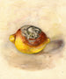 Citrus limon - Anonym — vy av konstverket