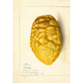 Anonymous - Citrus medica.webp