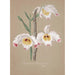 Collection d'orchidées Pl01 - Anonyme — vy av konstverket