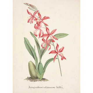 Anonymous - Collection dorchidees Pl02.webp