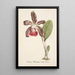 Reproduktion av målningen Collection d'orchidées Pl07 - Anonyme