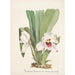 Collection d'orchidées Pl08 - Anonyme — vy av konstverket