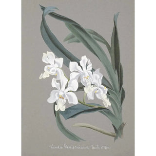 Anonymous - Collection dorchidees Pl10.webp