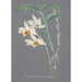 Collection d'orchidées Pl12 - Anonyme — vy av konstverket