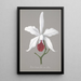 Reproduktion av målningen Collection d'orchidées Pl13 - Anonyme