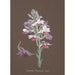 Collection d'orchidées Pl17 - Anonym — vy av konstverket