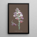 Collection d'orchidées Pl17 - Anonym — inramlat konstverk på väggen