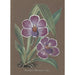 Collection d'orchidées Pl20 - Anonym — vy av konstverket