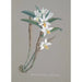 Collection d'orchidées Pl22 - Anonym — vy av konstverket