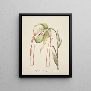 Anonymous - Collection dorchidees Pl28.webp