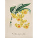 Reproduktion av målningen Collection d'orchidées Pl32 - Anonym