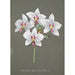 Collection d'orchidées Pl34 - Anonym — vy av konstverket
