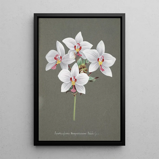 Anonymous - Collection dorchidees Pl34.webp