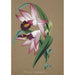 Collection d'orchidées Pl36 - Anonym — vy av konstverket