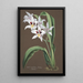 Reproduktion av målningen Collection d'orchidées Pl43 - Anonym