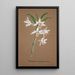 Reproduktion av målningen Collection d'orchidées Pl44 - Anonym