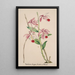 Reproduktion av målningen Collection d'orchidées Pl50 - Anonym