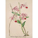 Reproduktion av målningen Collection d'orchidées Pl50 - Anonym