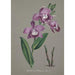 Collection d'orchidées Pl51 - Anonym — vy av konstverket